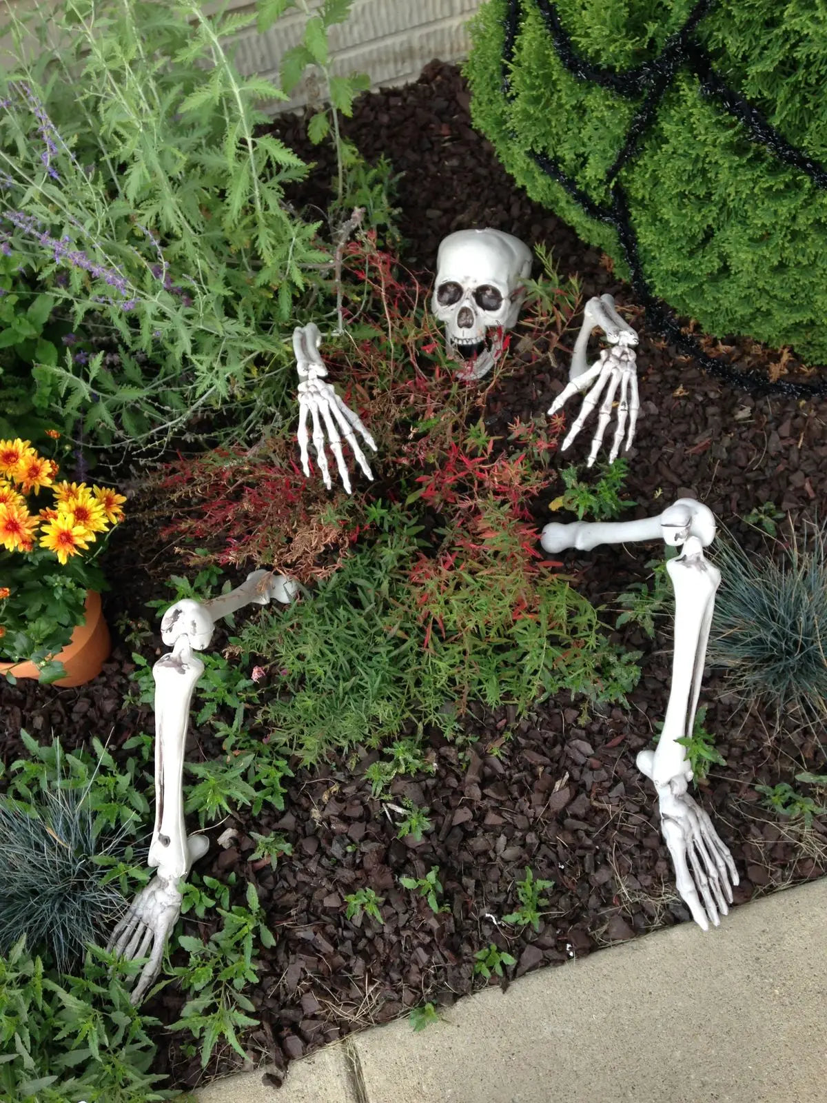 💀 BoneCreep™ Realistic Skeleton Stakes